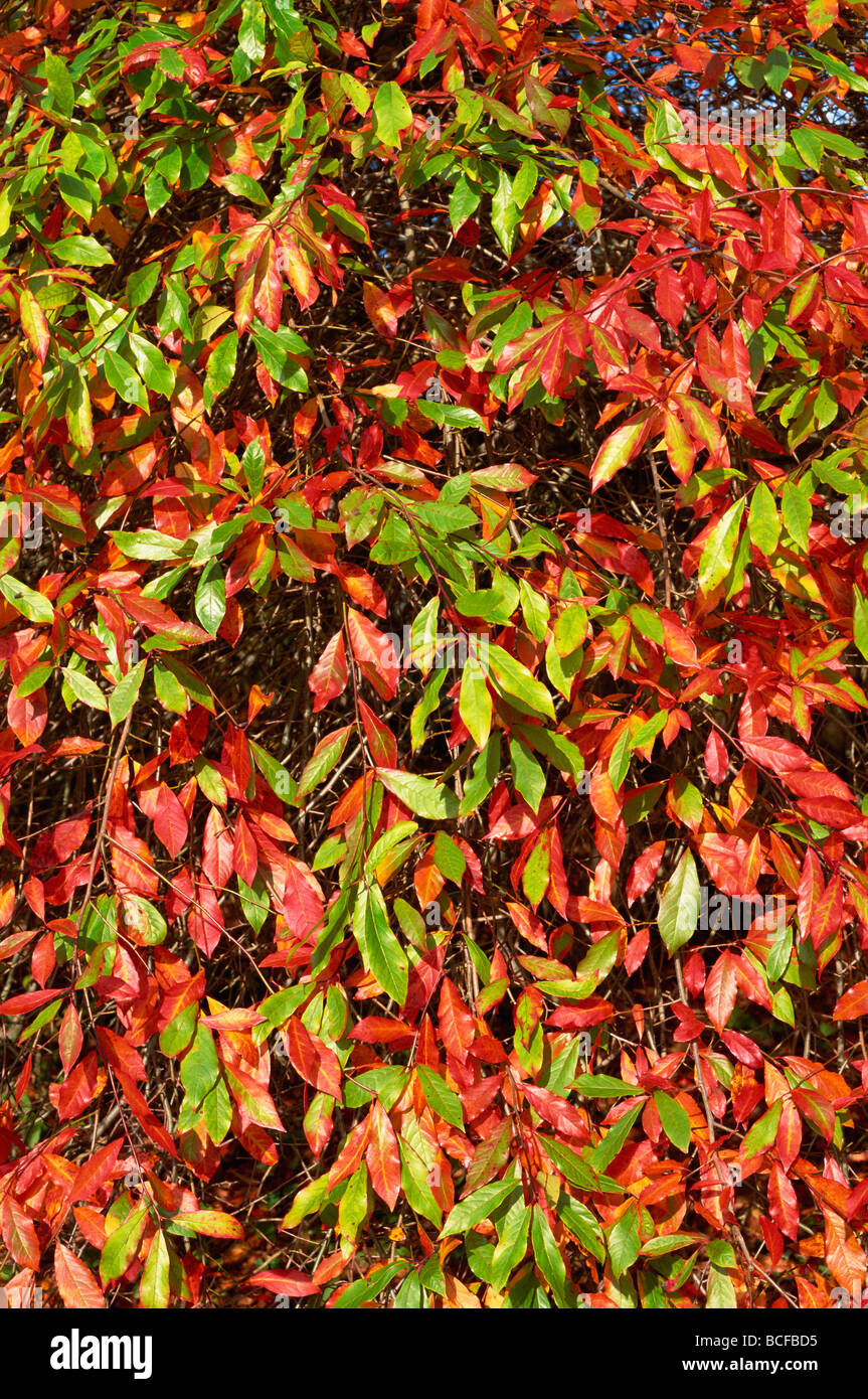 Inghilterra, Sussex, foglie di autunno nel Parco Giardino di Sheffield Foto Stock
