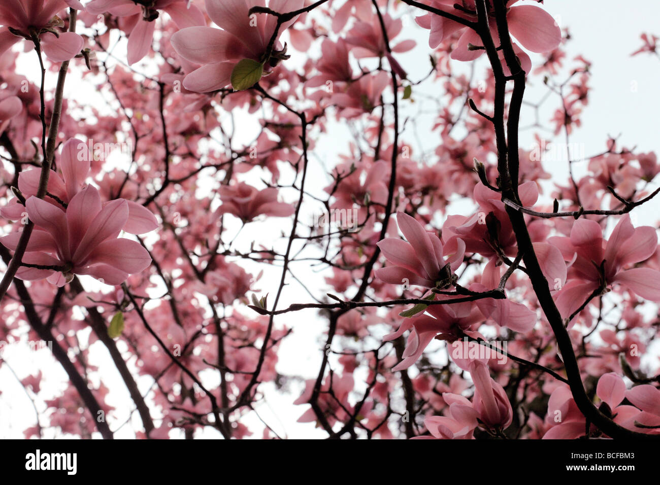 Suggestiva rosa albero di magnolia fiorisce arte fotografia Jane Ann Butler JABP Fotografia433 Foto Stock