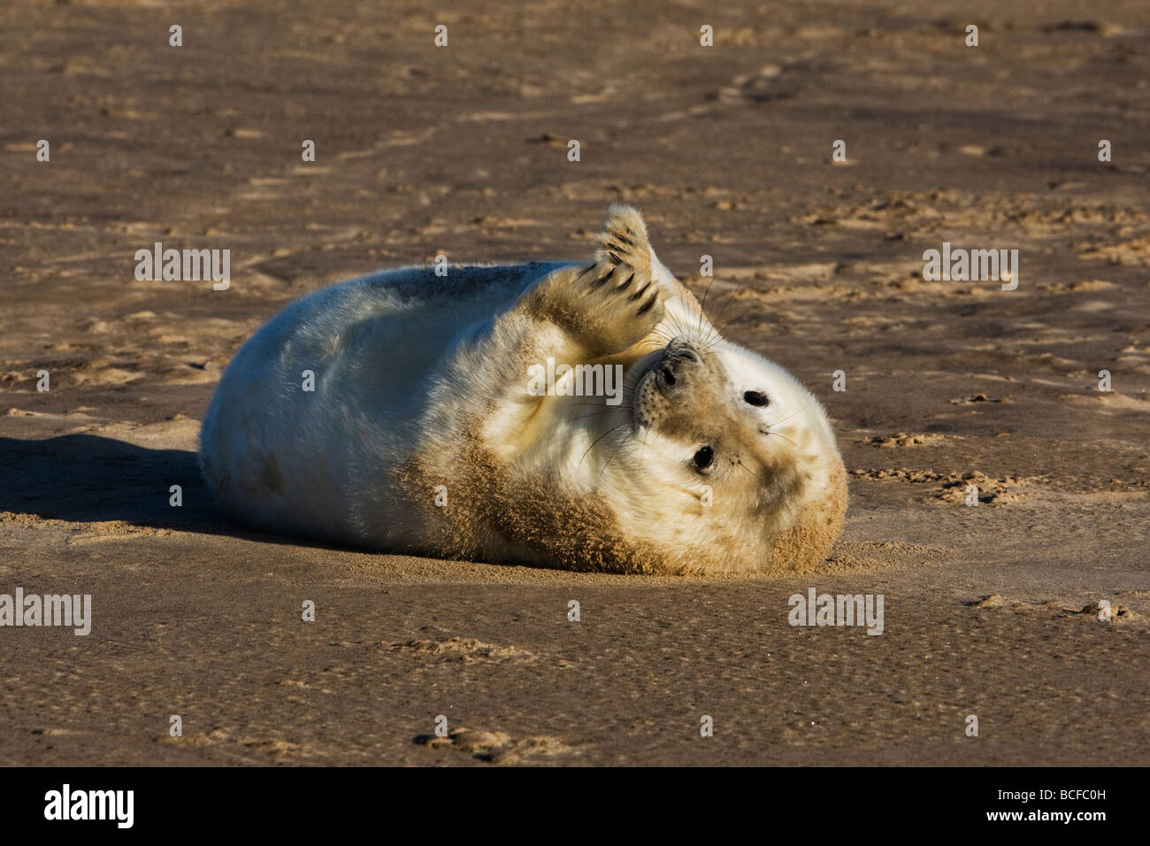 Guarnizione grigio (PUP) Foto Stock