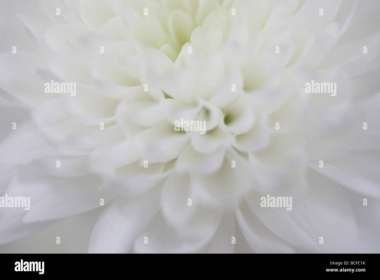 Telaio di completa chiusura del bianco crisantemo petalled arte fotografia Jane Ann Butler JABP Fotografia427 Foto Stock