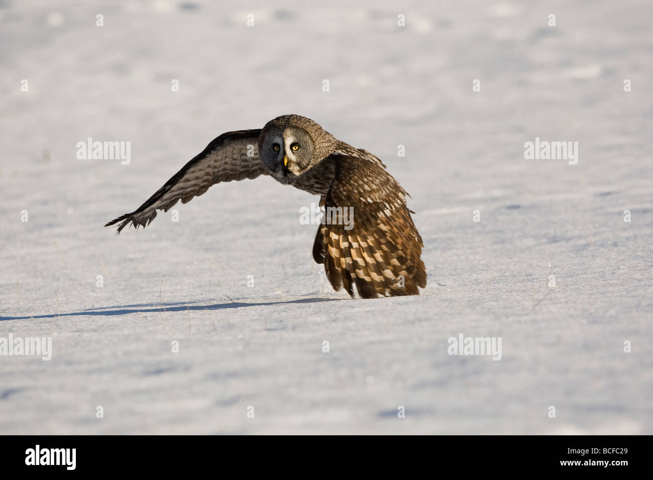 Corto-eared gufo comune (asio flammeus) Foto Stock
