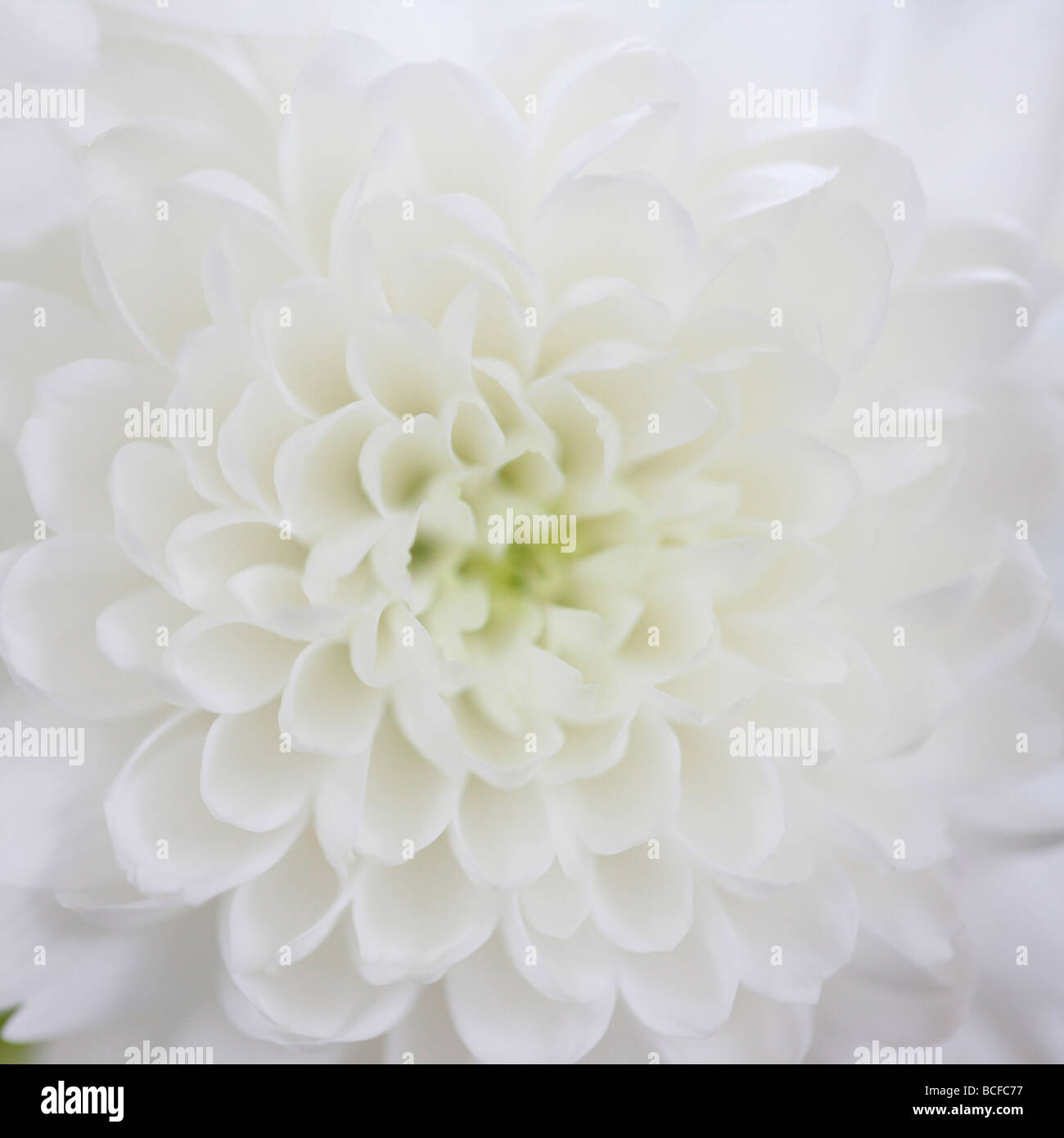 Telaio di completa chiusura del bianco crisantemo petalled arte fotografia Jane Ann Butler JABP Fotografia429 Foto Stock