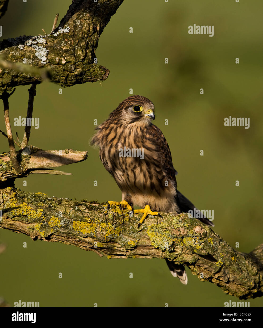 Il Gheppio (giovane maschio ) Foto Stock