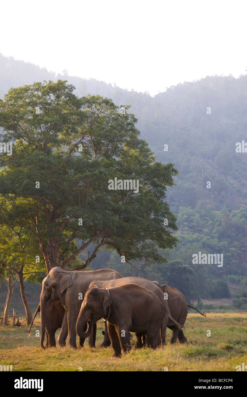 Thailandia, Triangolo Dorato, Chiang Mai, Elefanti Foto Stock