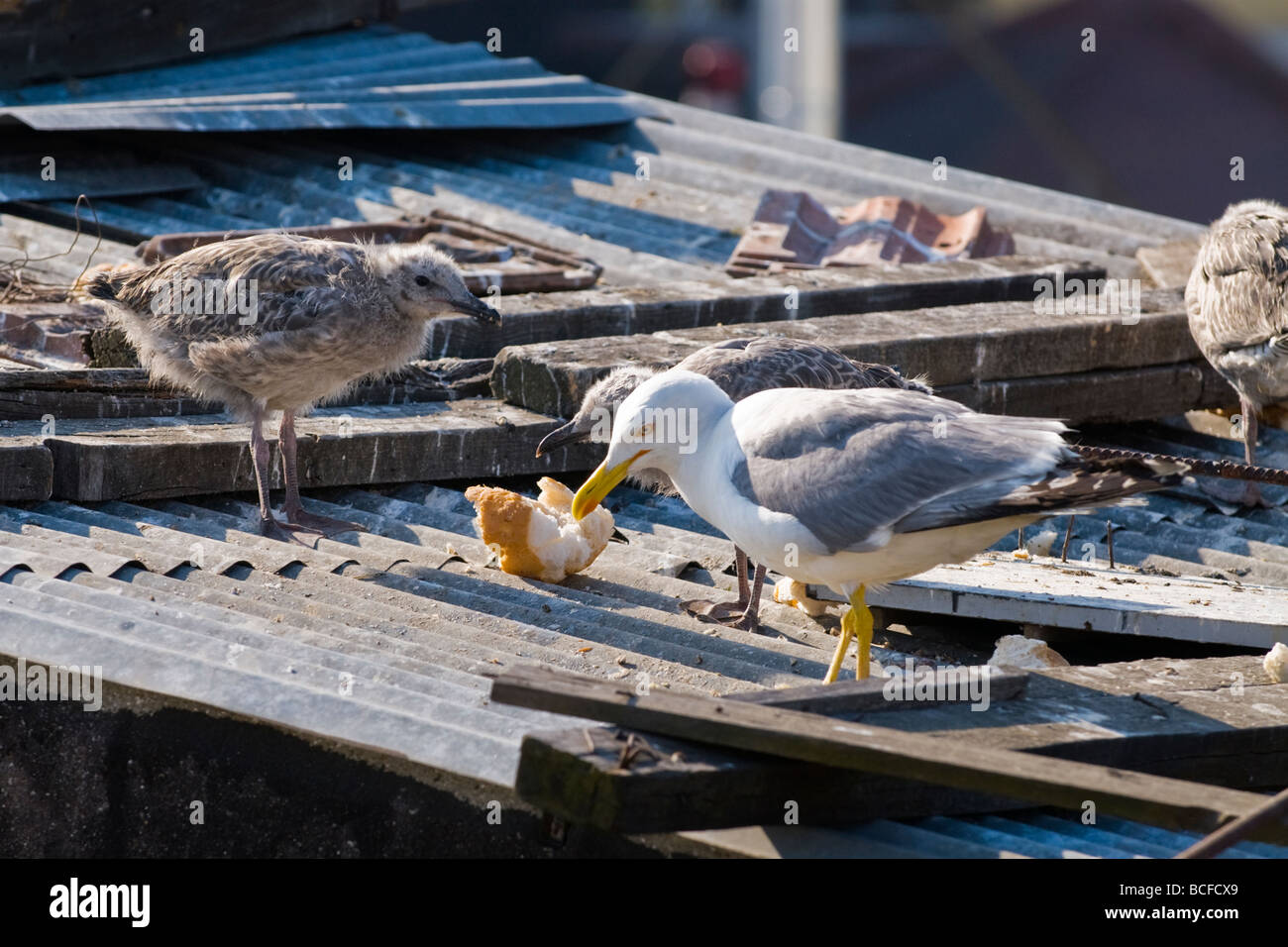 La Turchia , Istanbul , seagull custodisce i suoi giovani pulcini o fledgeling sul tetto pesce persico da nest come si mangia pezzo di pane Foto Stock