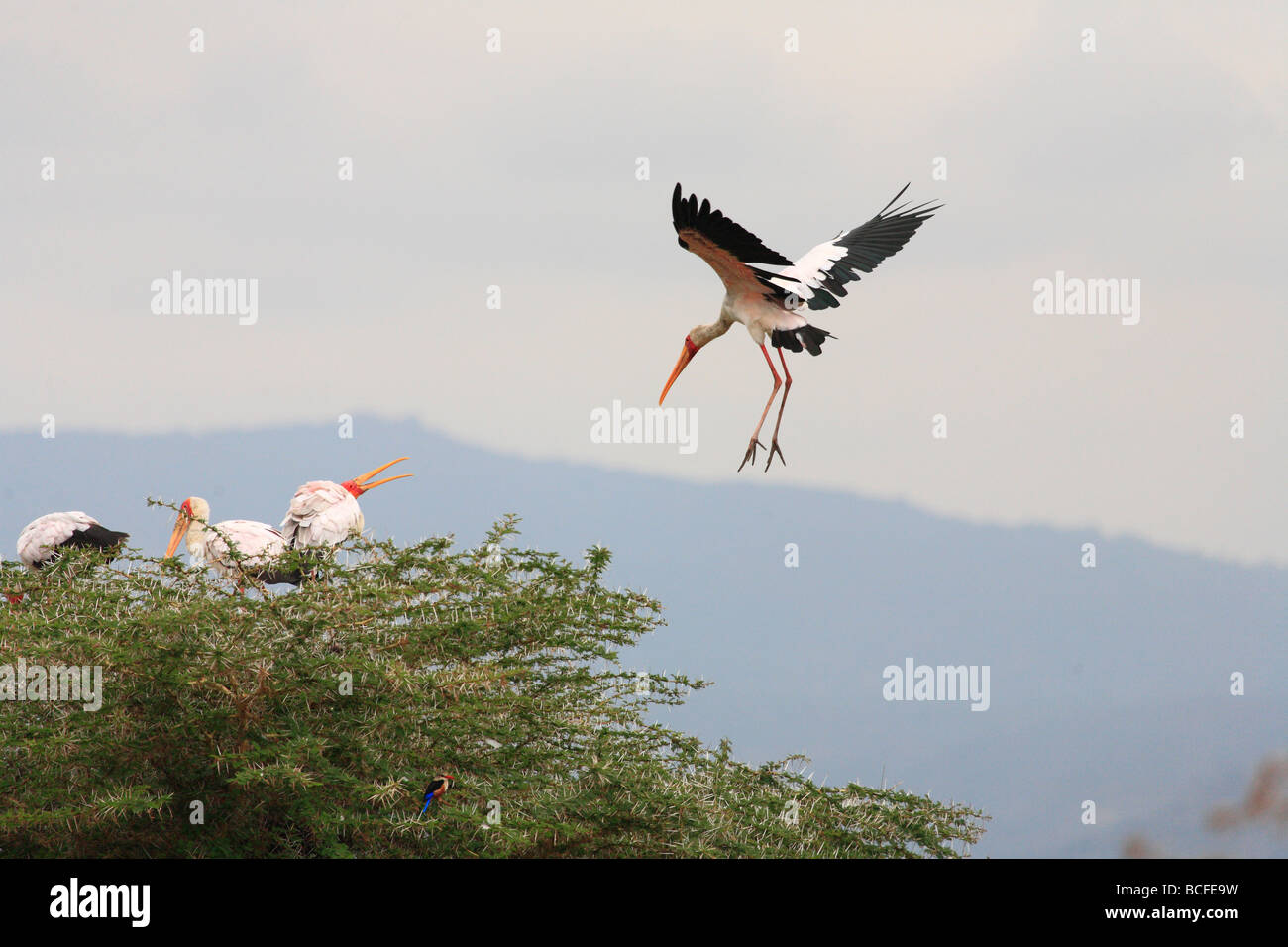 Gli stocchi, Lake Manyara National Park, Tanzania Foto Stock