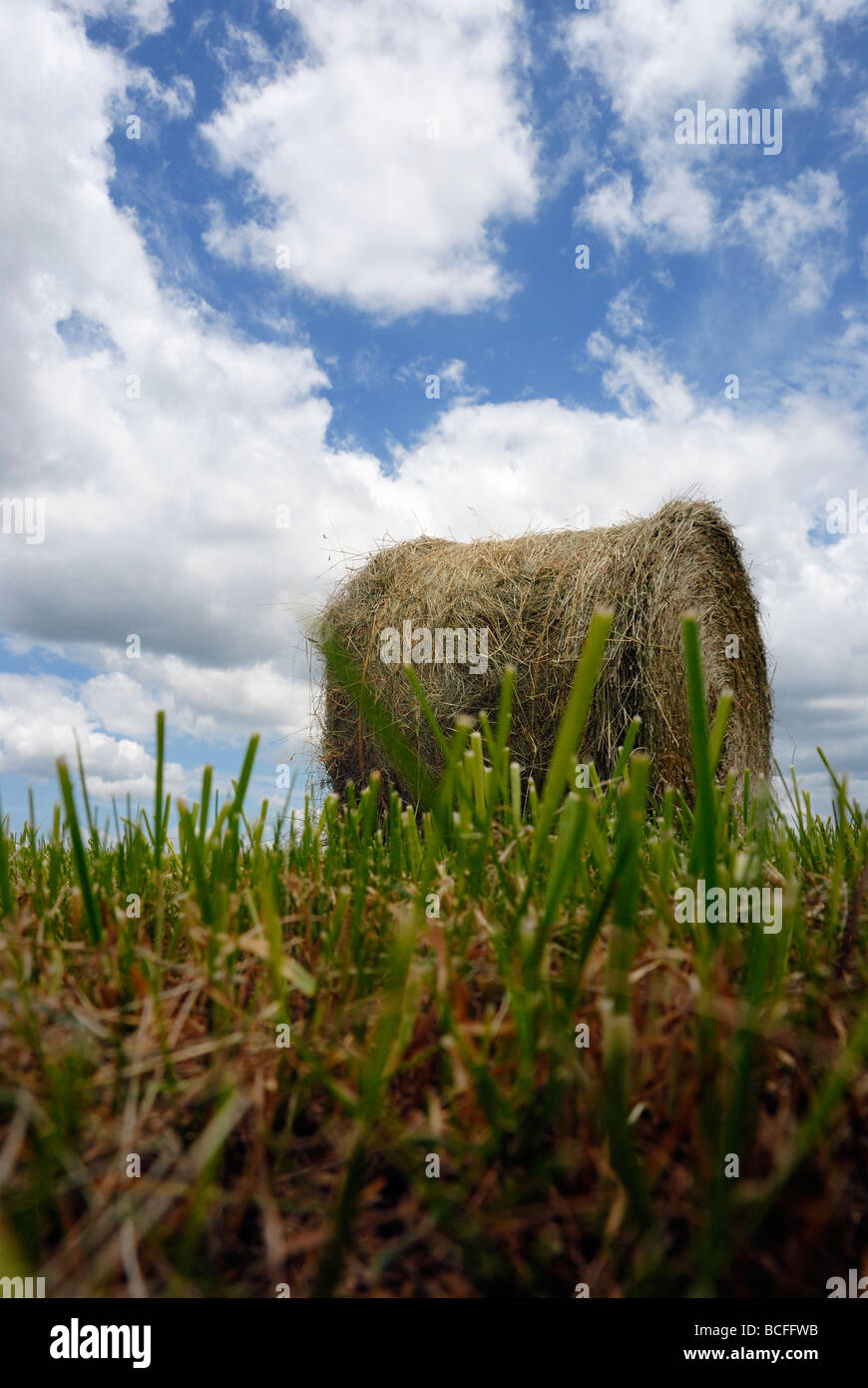 Erba e balle di fieno Foto Stock