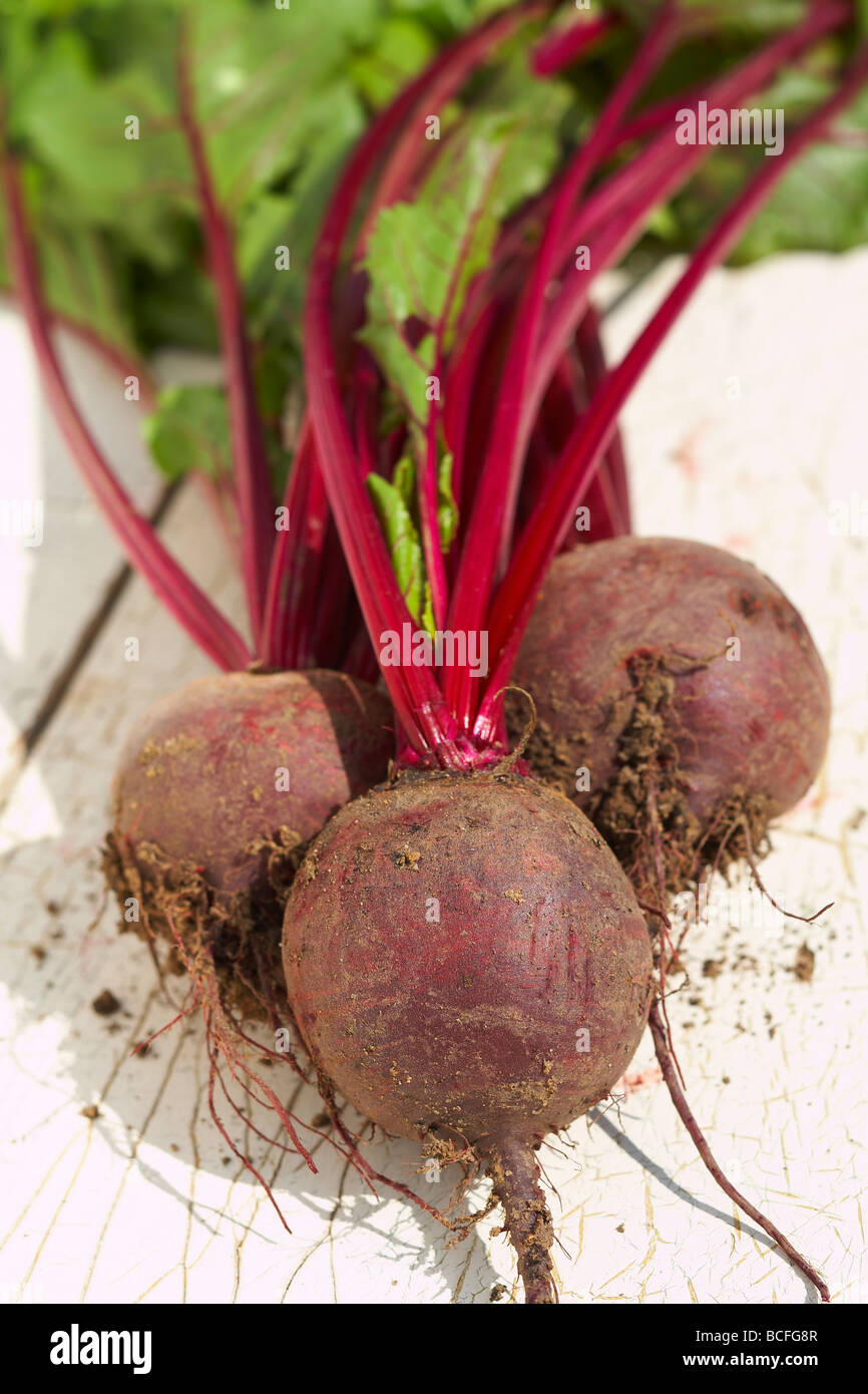 La barbabietola rossa Boltardy Beta vulgaris vegetali di radice Foto Stock