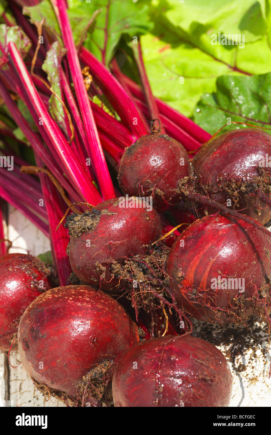 La barbabietola rossa Boltardy Beta vulgaris vegetali di radice Foto Stock