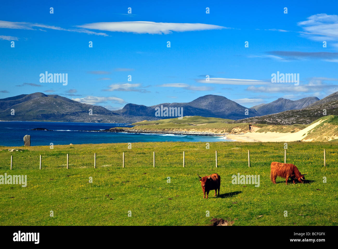 Highland bovini in un campo Isle of Harris, Ebridi Esterne, Western Isles, Scotland, Regno Unito 2009 Foto Stock
