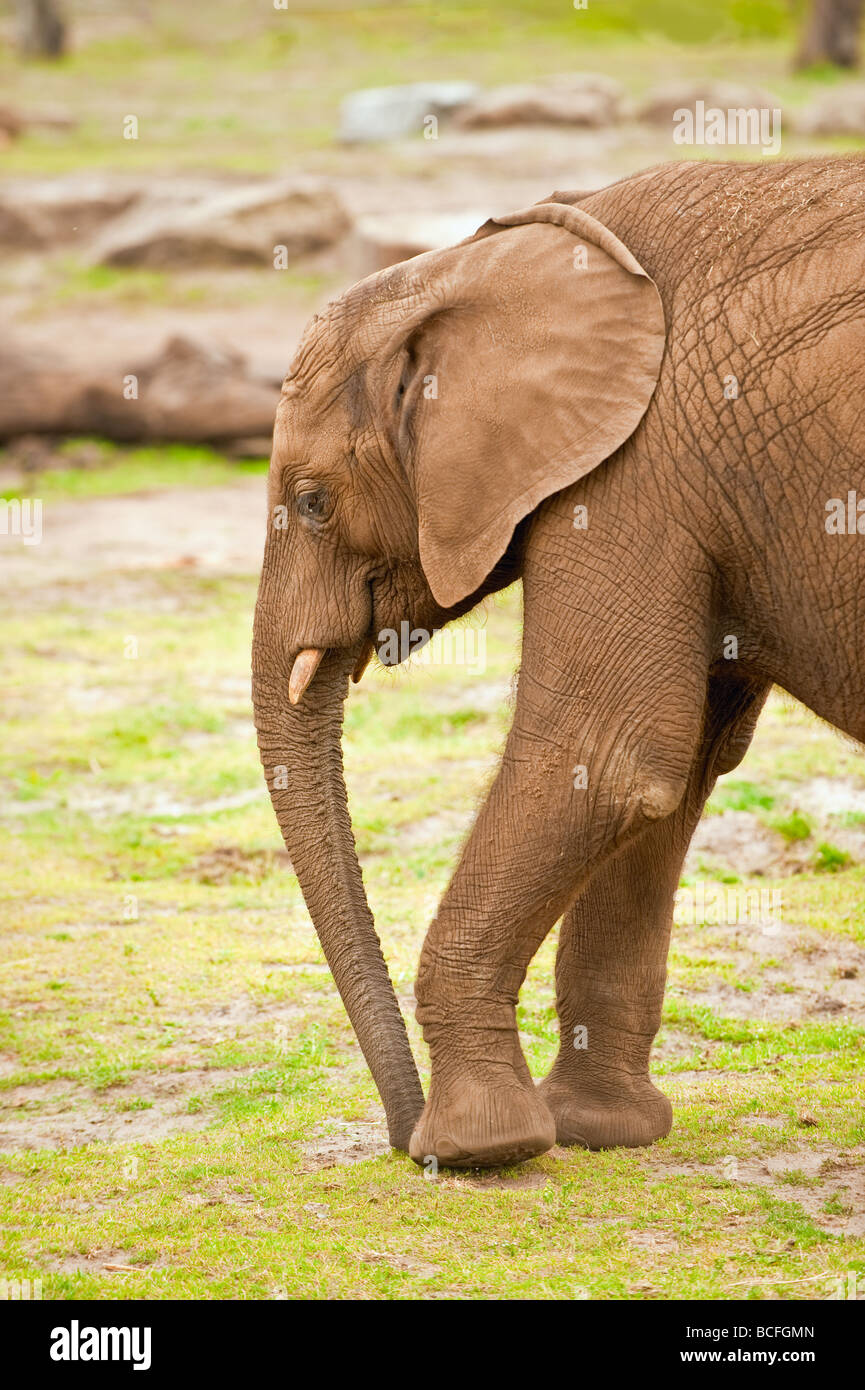 Baby Elephant a piedi Foto Stock