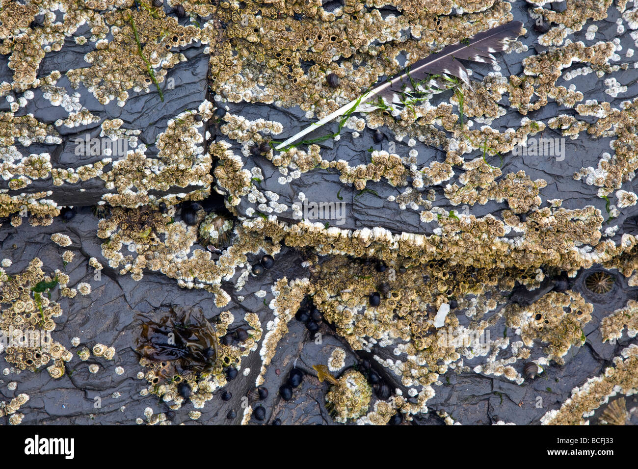 Cirripedi sulla roccia a bassa marea Saltburn Foto Stock