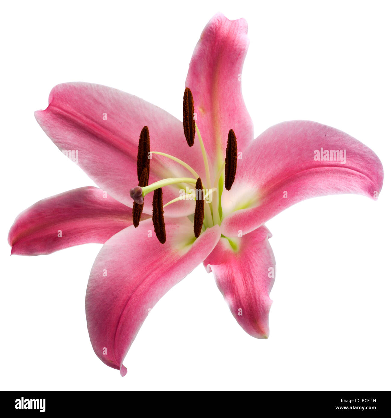 Giglio colore rosa blossom isolato su bianco Foto Stock