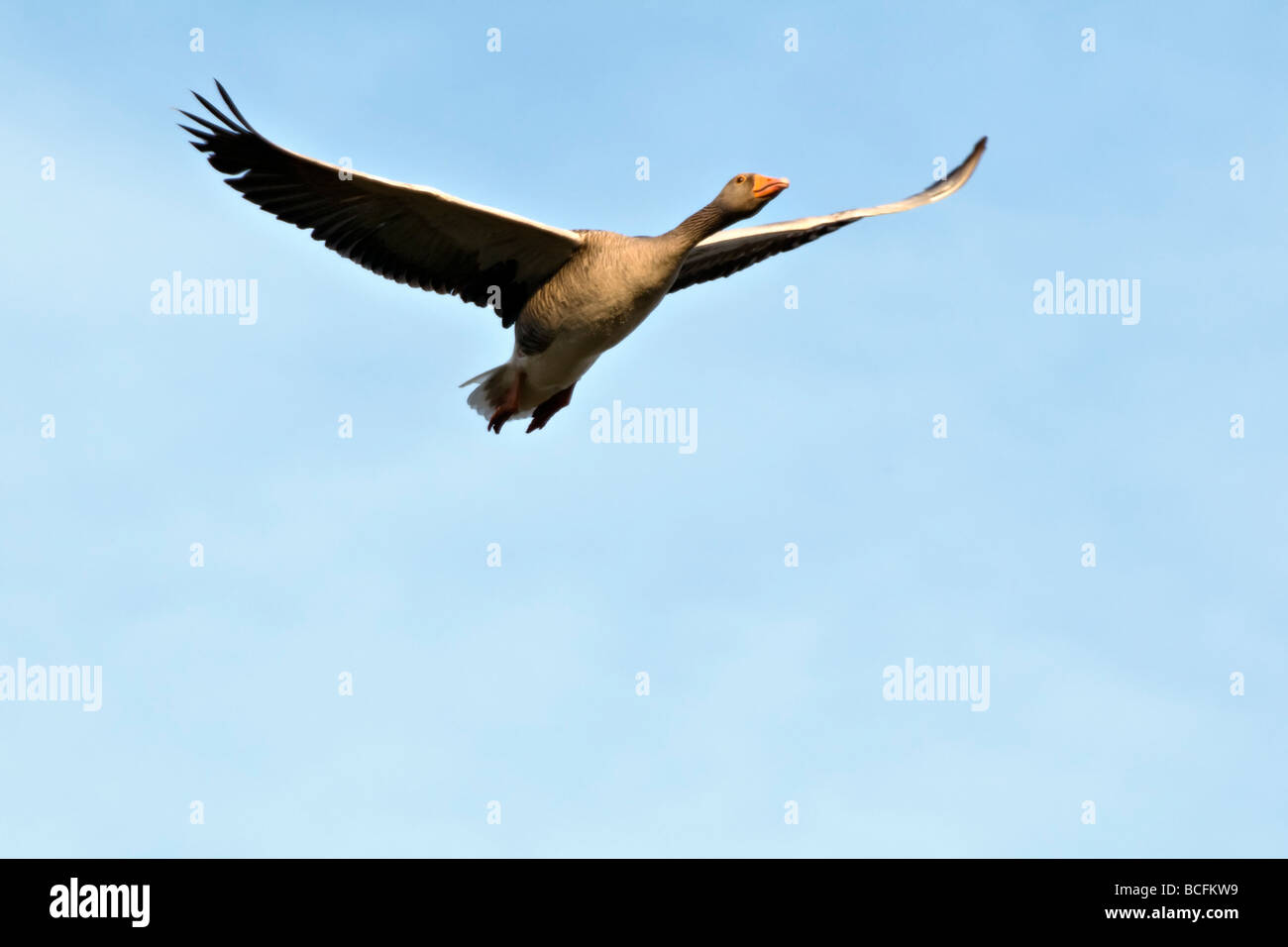 Graylag oca in volo contro un cielo blu Foto Stock