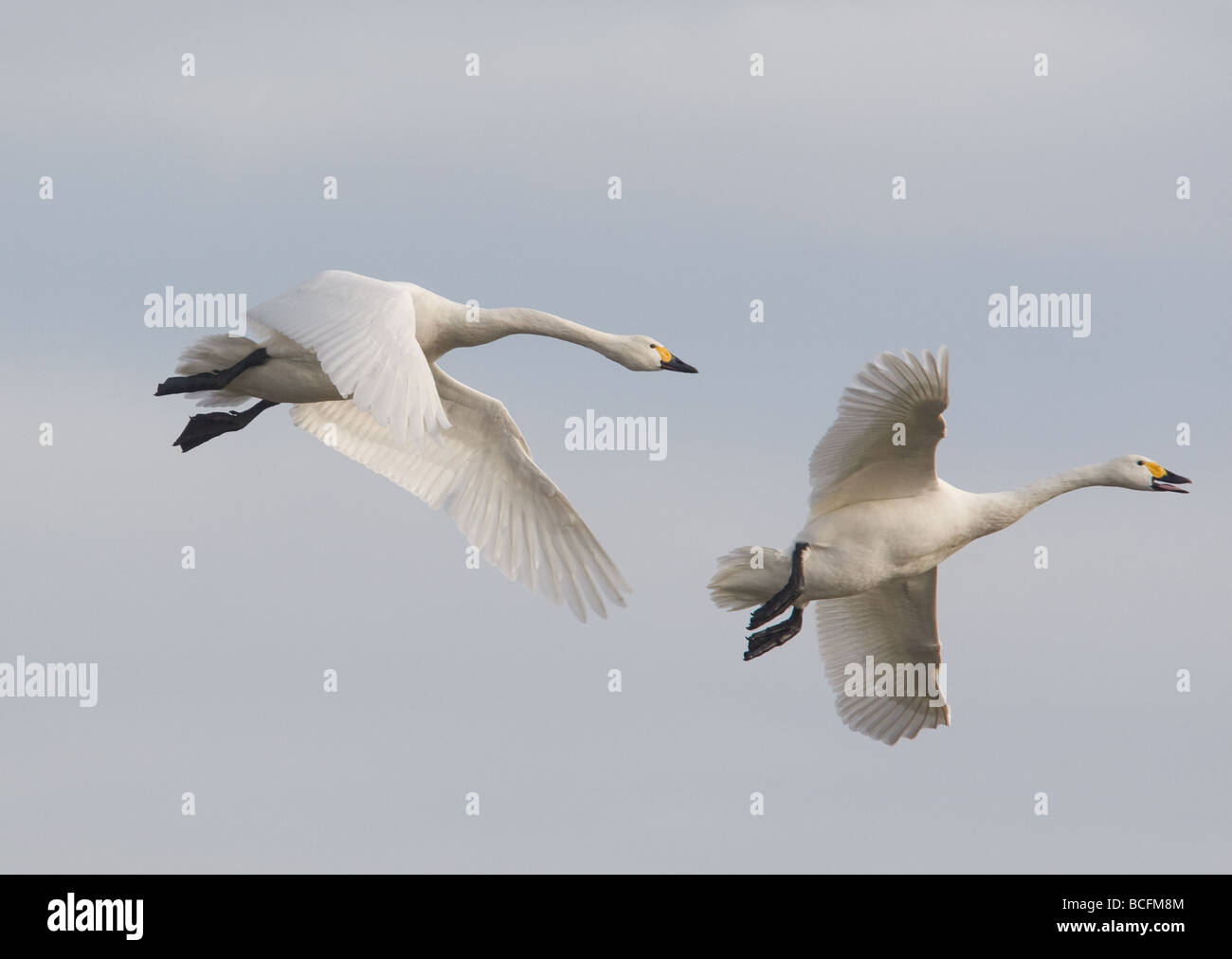 Due Bewick's cigni (cygnus columbianus) in volo in inverno a Slimbridge, REGNO UNITO Foto Stock