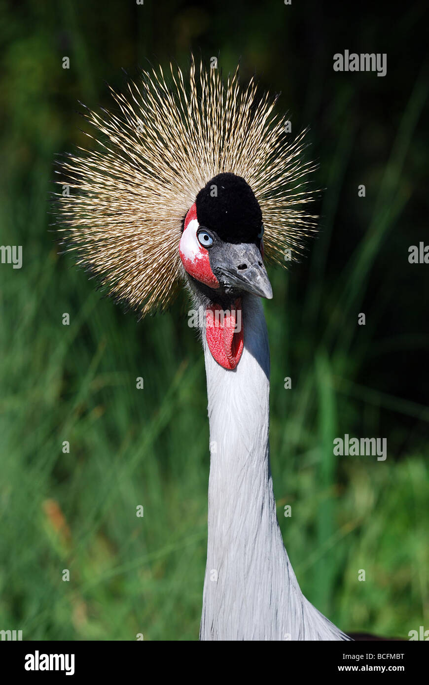 Gru coronata grigia che è simbolica di eleganza e prosperità e l'uccello Nazionale dell'Uganda Foto Stock