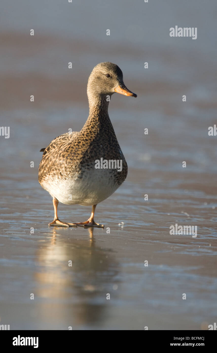 Canapiglia (Anas strepera) anatra camminando sul ghiaccio a Slimbridge, REGNO UNITO Foto Stock