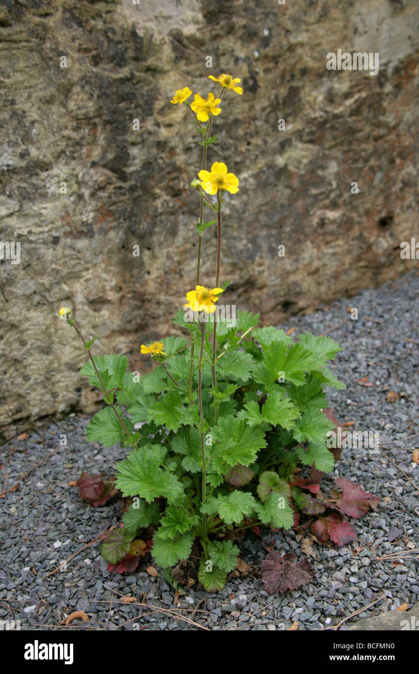 Yerba del Clavo, Geum chilensis, Rosaceae, Sud dell Argentina e del Cile America del Sud Foto Stock