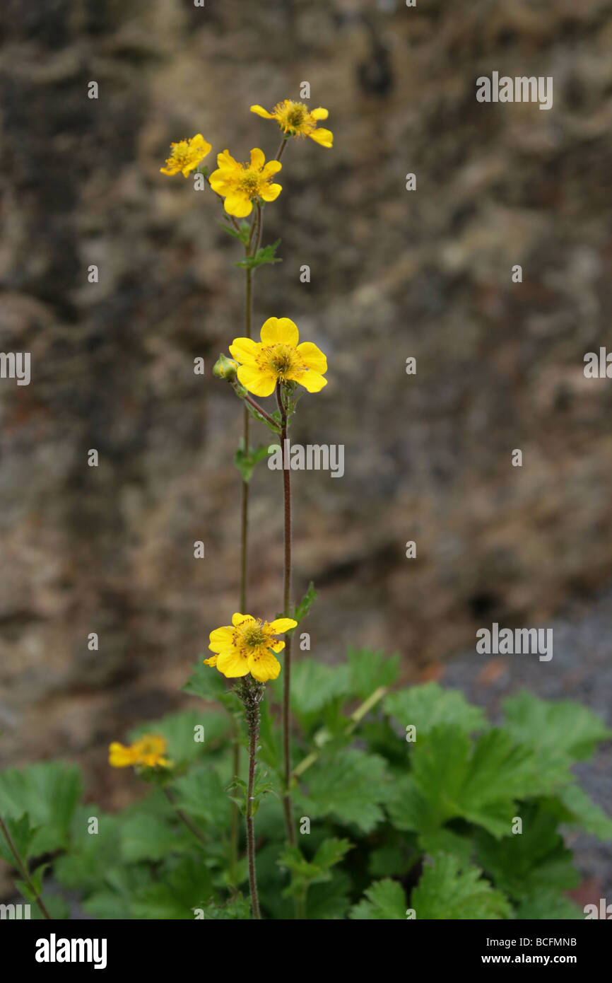 Yerba del Clavo, Geum chilensis, Rosaceae, Sud dell Argentina e del Cile America del Sud Foto Stock