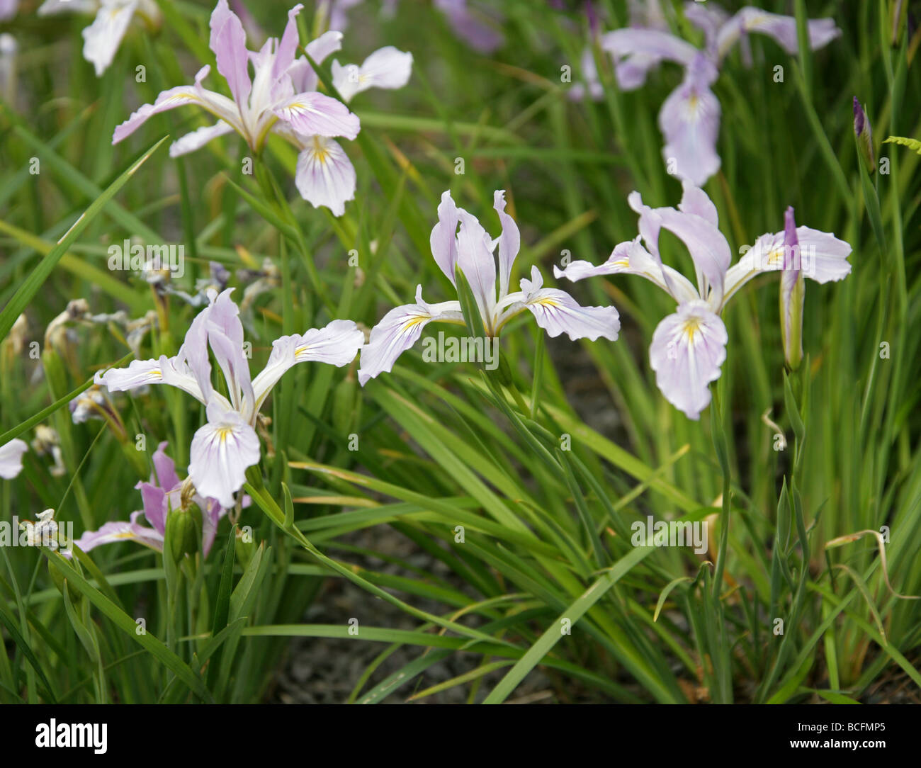 Dura-lasciava Iris o Oregon Iris, Iris tenax, Iridaceae, Oregon, Washington, USA, America del Nord. Foto Stock