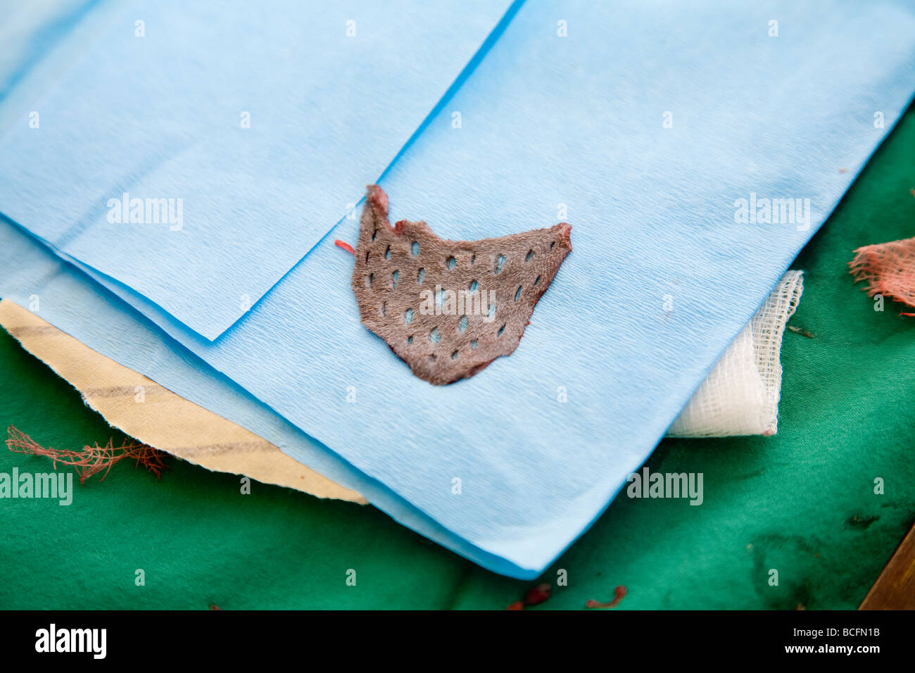 Maglia libero innesto di pelle in un gatto Foto Stock