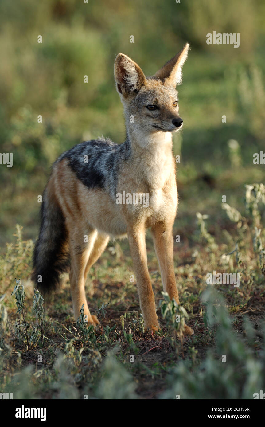 Foto di stock di un nero-backed jackal permanente sulla breve pianura erbosa di Ndutu, Tanzania, febbraio 2009. Foto Stock