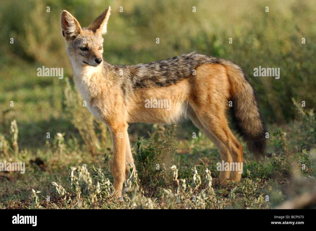 Foto di stock di un nero-backed jackal permanente sulla breve pianura erbosa di Ndutu, Tanzania, febbraio 2009. Foto Stock