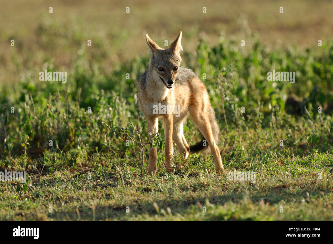 Foto di stock di un nero-backed jackal permanente sulla breve pianura erbosa di Ndutu, Tanzania, febbraio 2009. Foto Stock