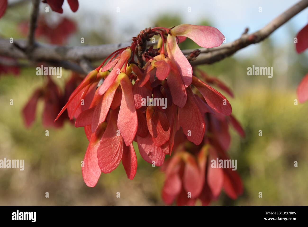 Acero Rosso (G. Lumis) Frutta - chiavi di acero (samaras), in cluster a fine maggio o primi di giugno. Foto Stock
