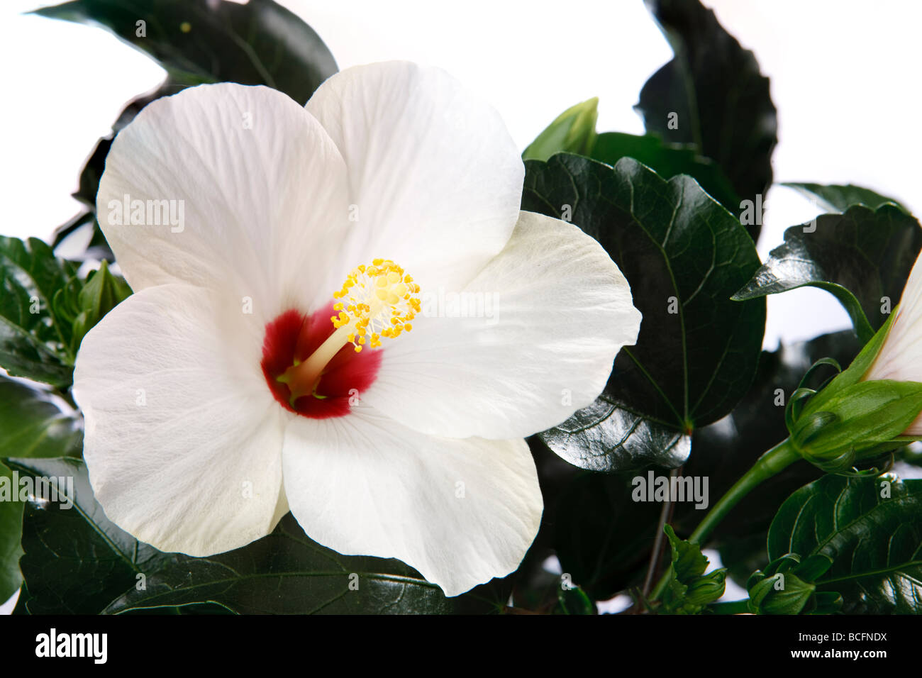 Hibiskus rosa sinensis immagini e fotografie stock ad alta risoluzione