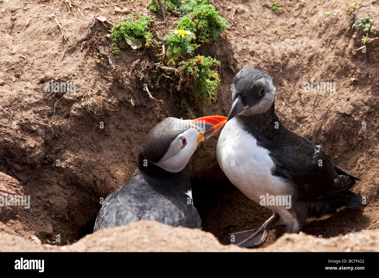 Puffin e Puffling Foto Stock