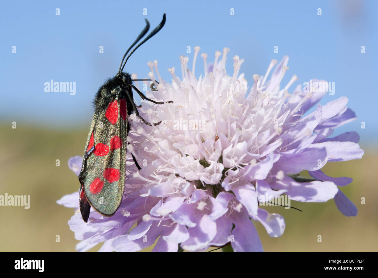 Sei-spot Burnett Moth alimentazione su Scabious fiore Foto Stock