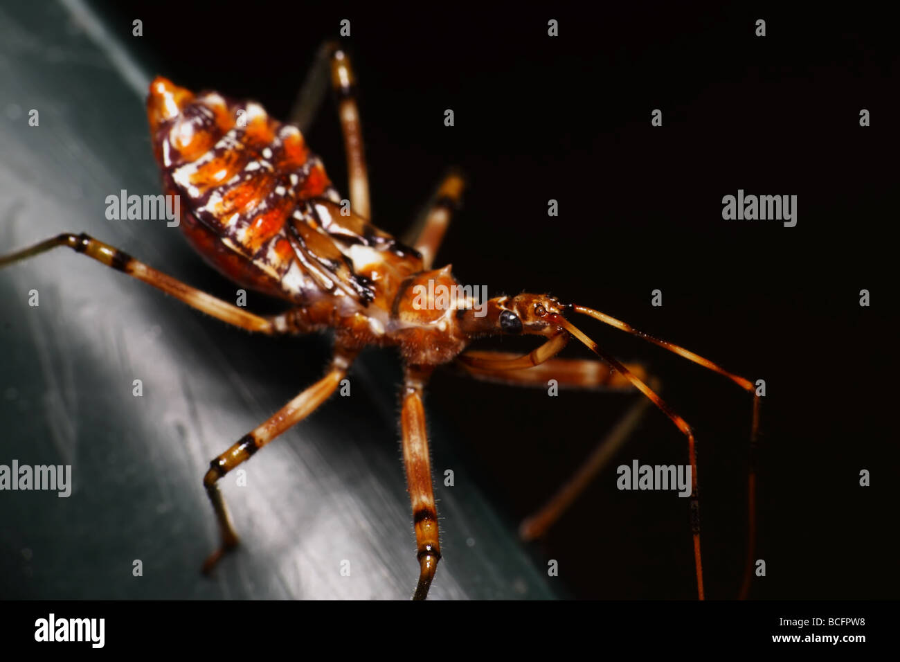 Insetto spaventoso - Assassin Bug Foto Stock