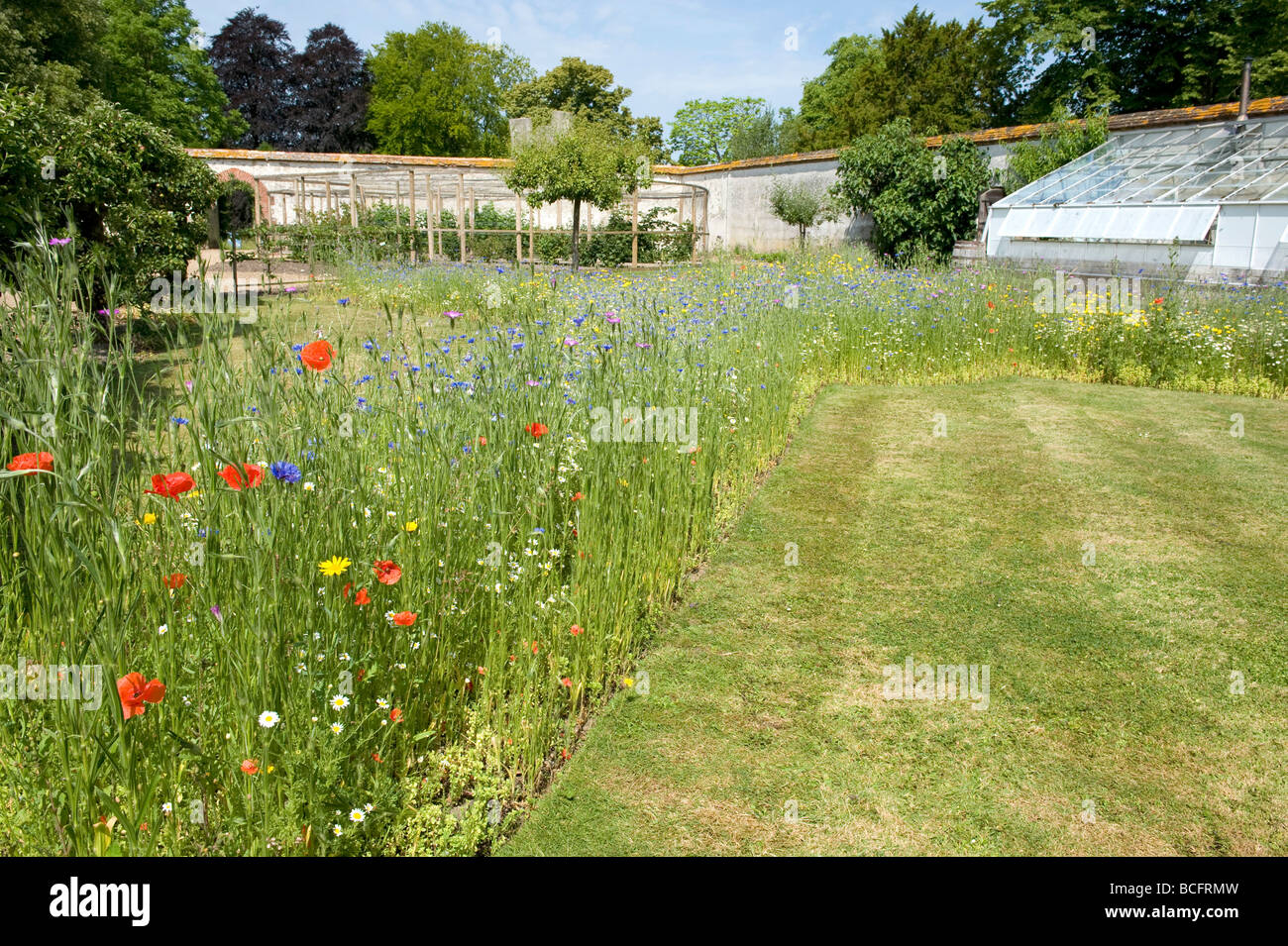 Tipico English Garden cottage prati incolti colorato giallo e blu. Foto Stock