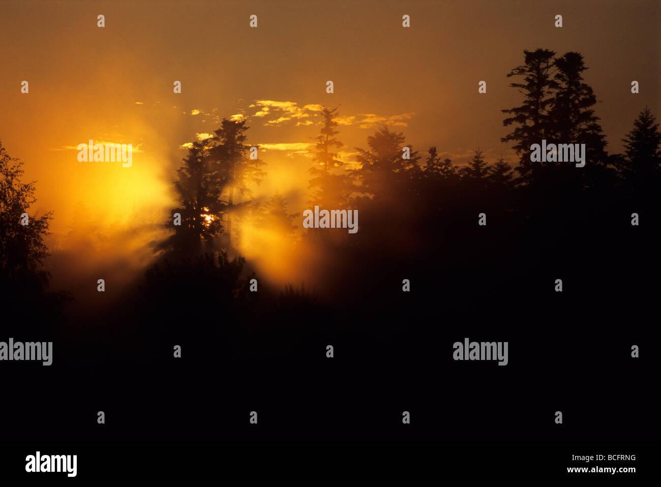 Alberi nella nebbia, sun gleam candelette Foto Stock