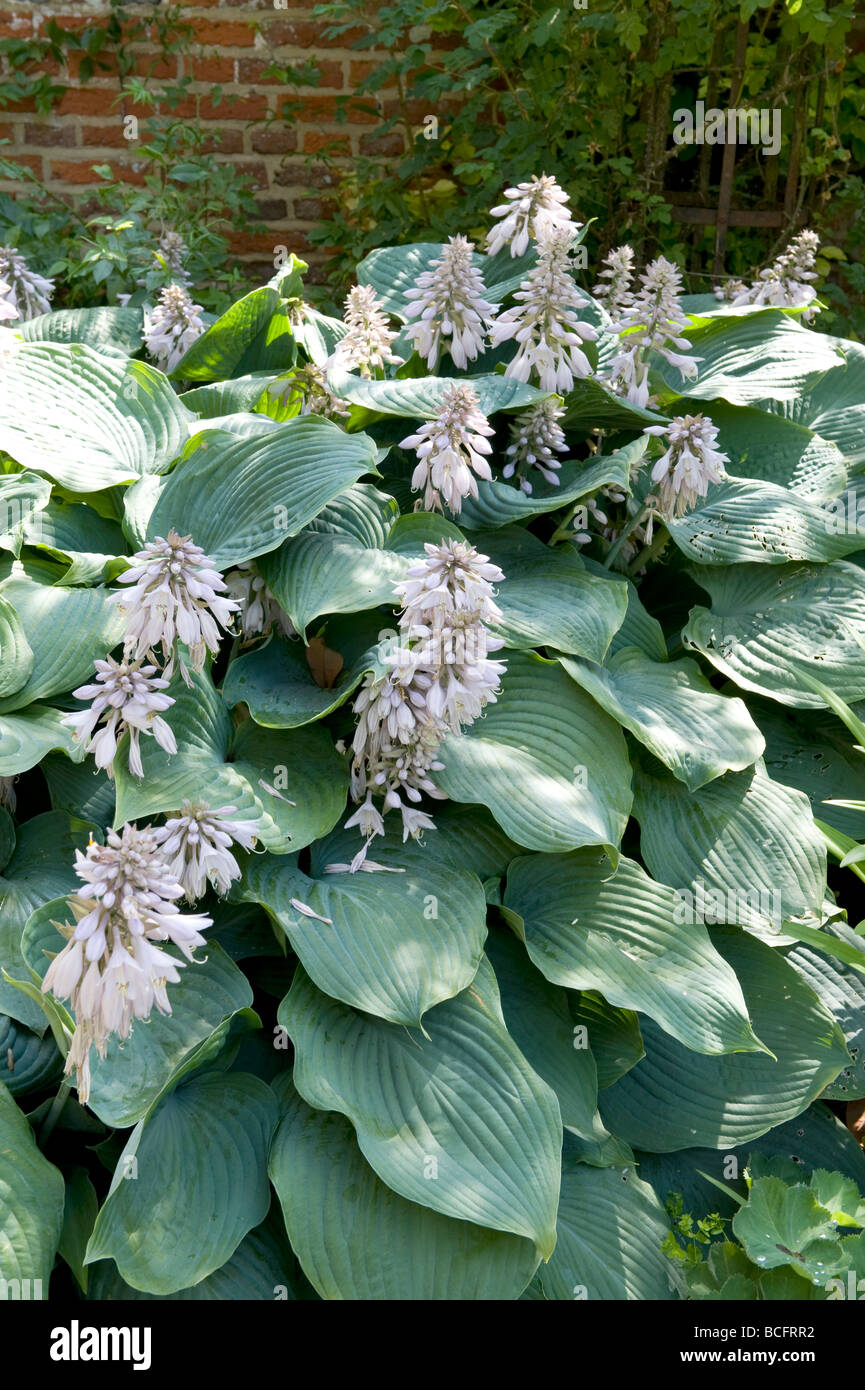 Hostaceae/lillaceaeHosta piantaggine Lily 'luna di agosto" Foto Stock