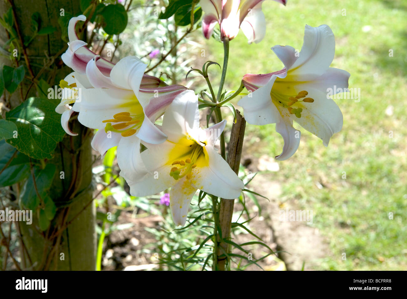 Liliacee Lilium Lily regale " Regal Lily" Foto Stock