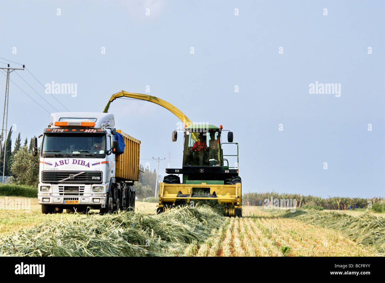 Giordania Israele Valley Kibbutz Ashdot Yaacov mietitura del grano per insilato Foto Stock
