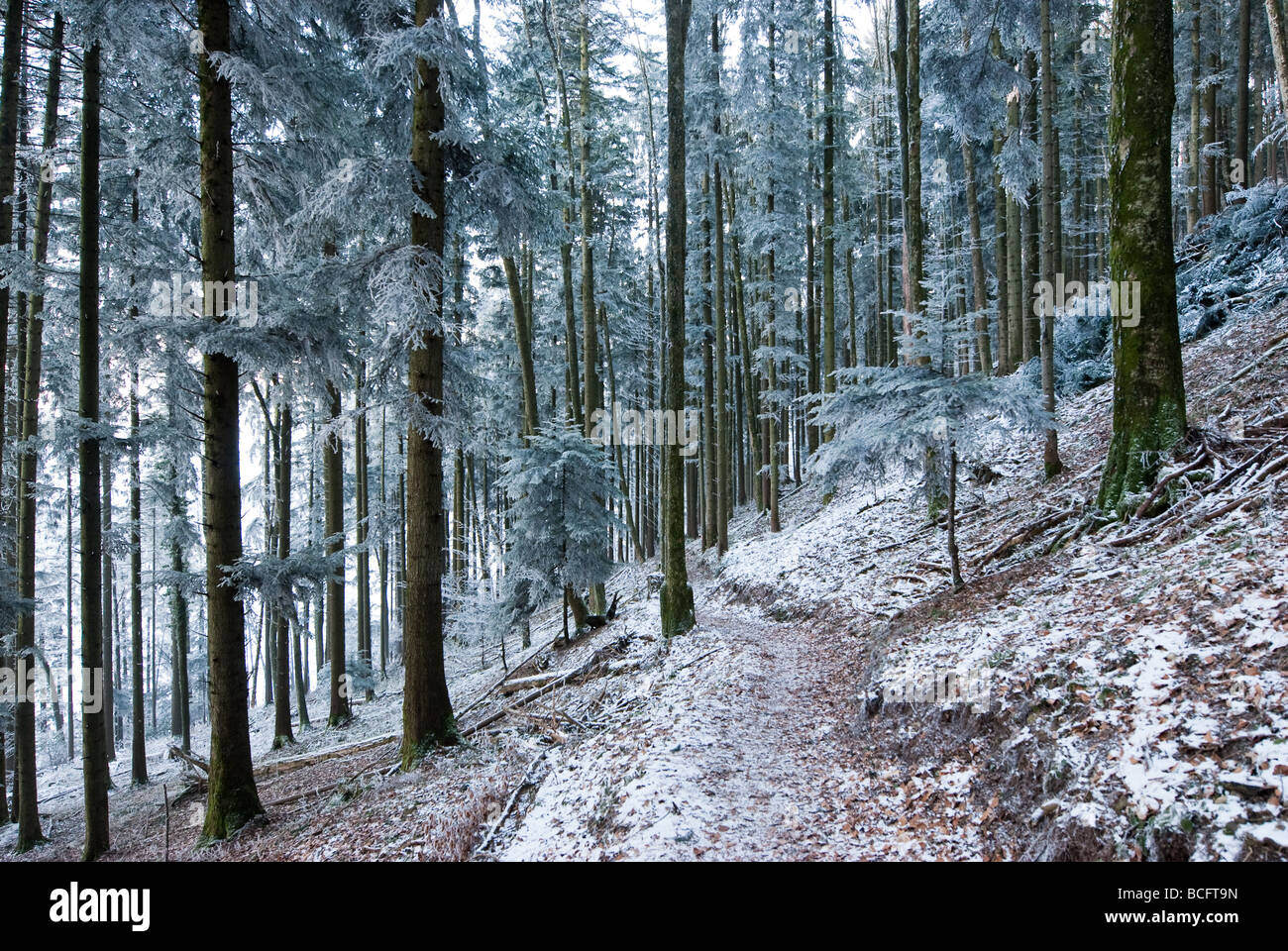 Sentiero attraverso la foresta in inverno con nebbia di ghiaccio e neve Foto Stock