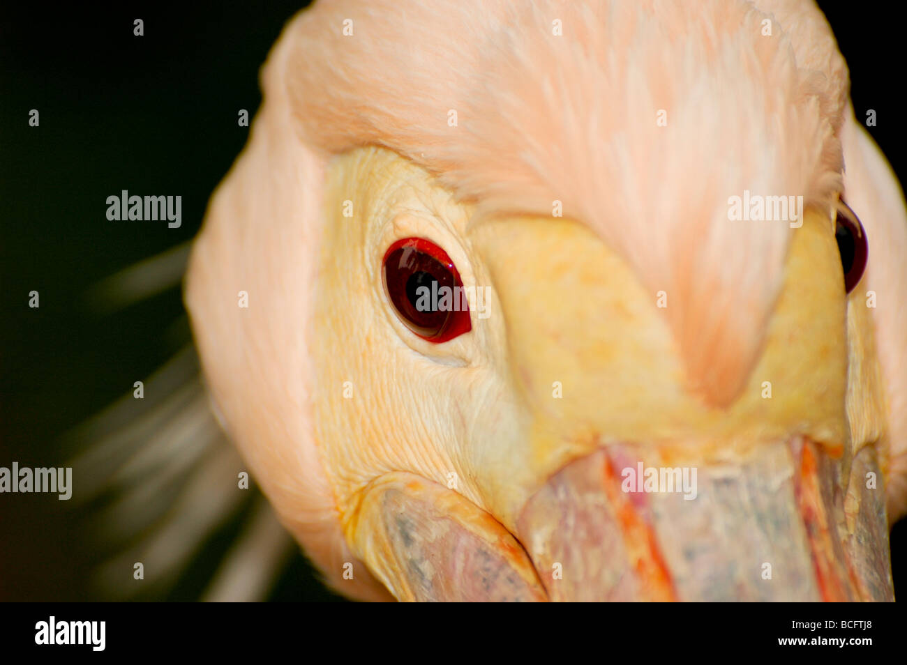 Pellicano Pelecanus onocrotalus close up Foto Stock