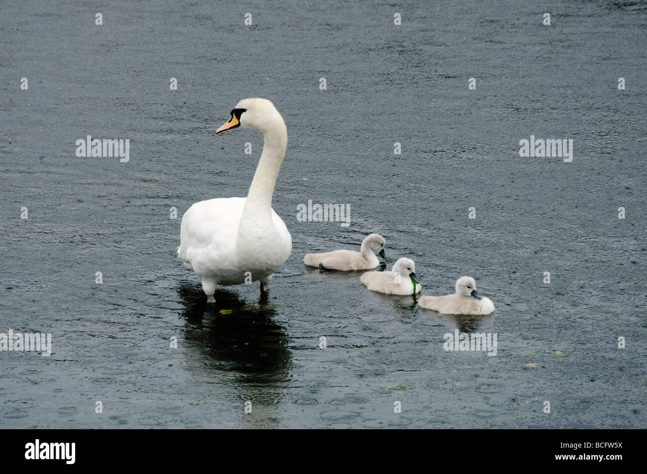 Un cigno e tre prestampati nuoto sotto la pioggia sul fiume Rheidol in Aberystwyth Foto Stock