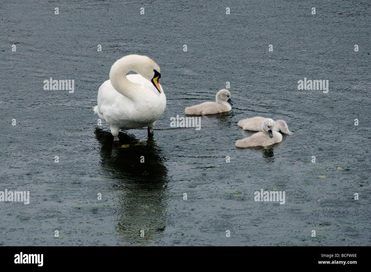 Un cigno e tre prestampati nuoto sotto la pioggia sul fiume Rheidol in Aberystwyth Foto Stock