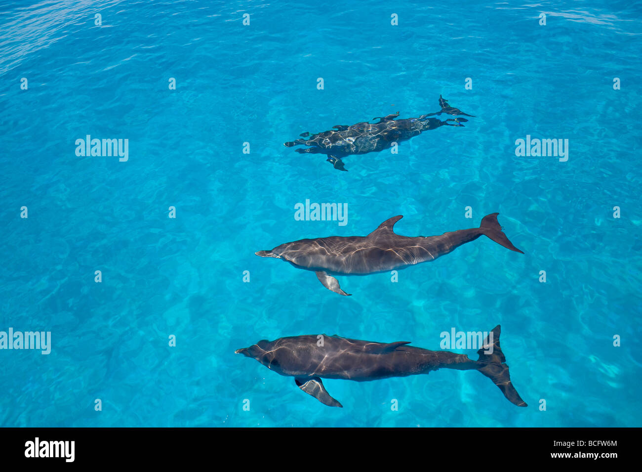 Avvistati i delfini Stenella frontalis Oceano Atlantico Bahamas Foto Stock
