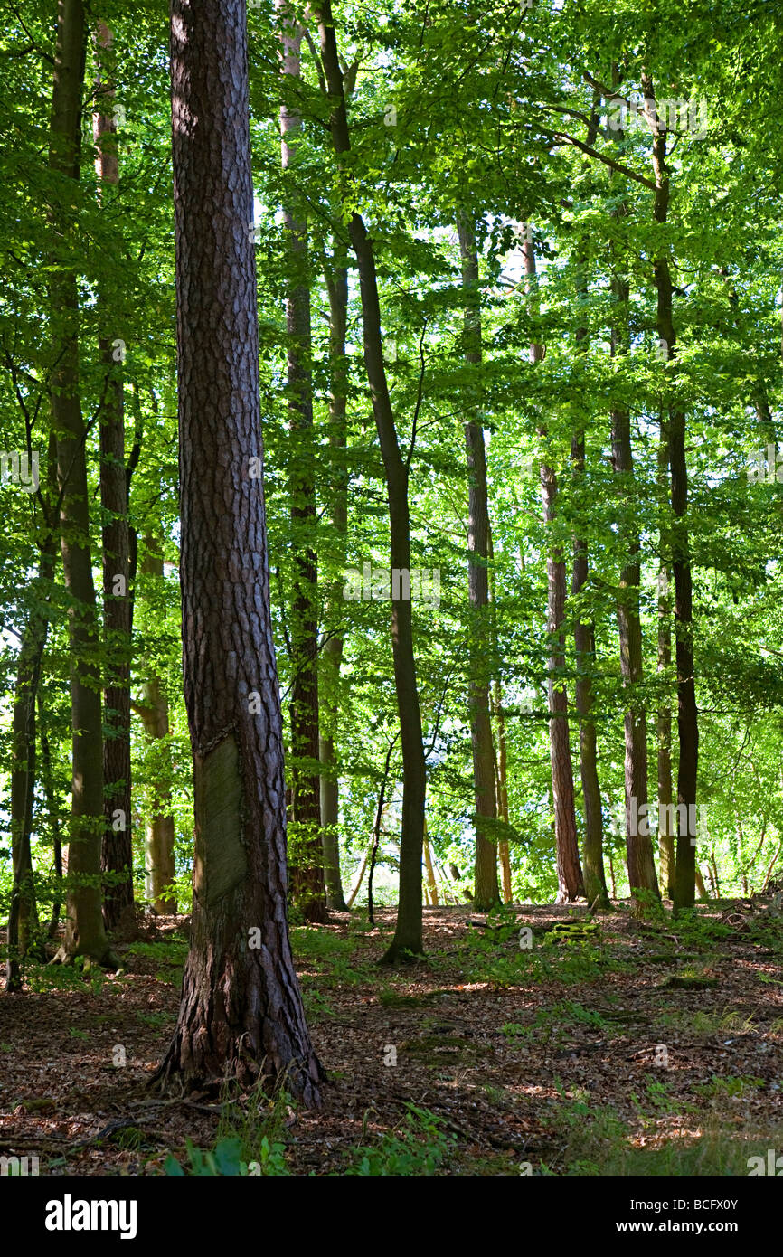 Bosco misto a bordo del lago Tollensesee Germania Foto Stock