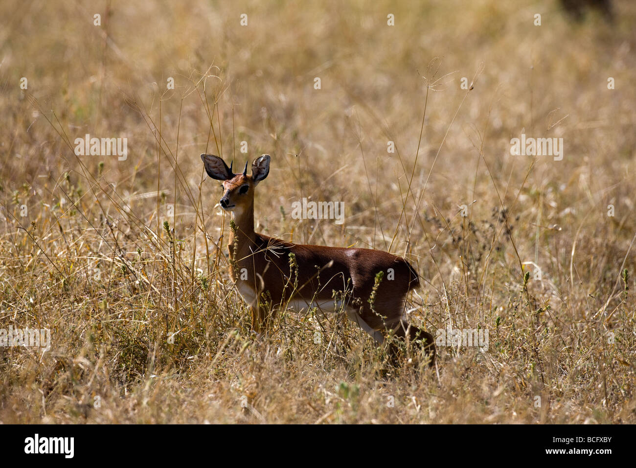 Raficero campestre Foto Stock