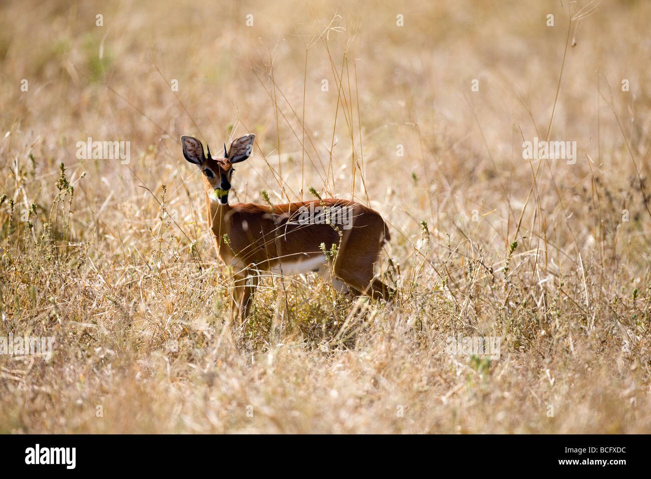 Raficero campestre Foto Stock