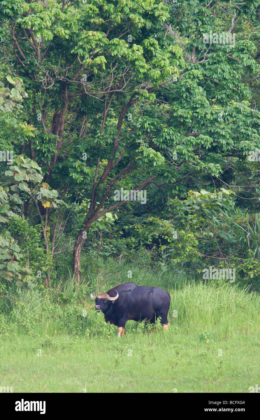 Maschi selvatici bull gaur Boss gaurus nel Parco Nazionale di Khao Yai Thailandia Foto Stock