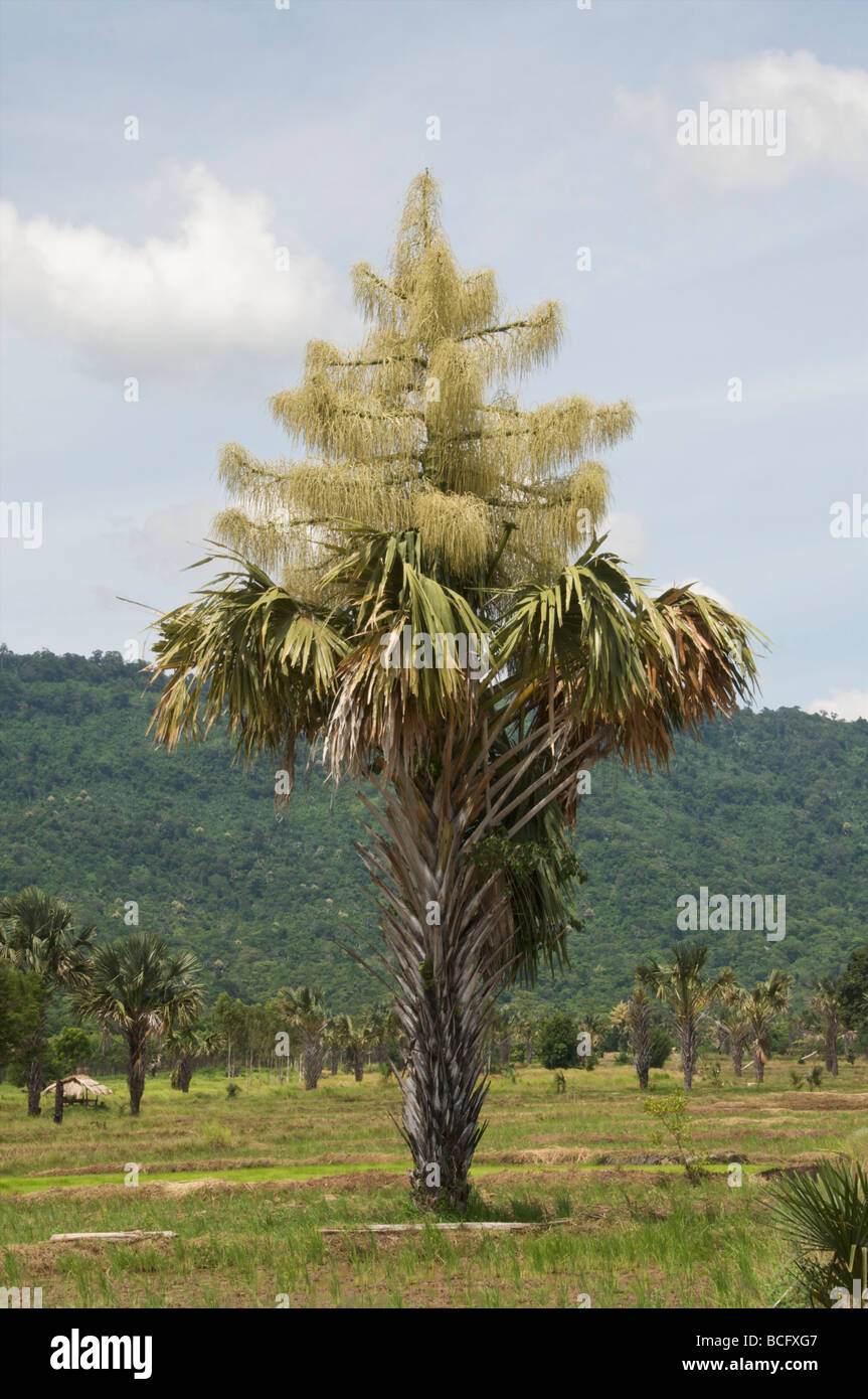 Fan di palma Corypha umbraculifera nel suo stato infloesence trovati in Thap Lan Parco Nazionale in Thailandia Foto Stock