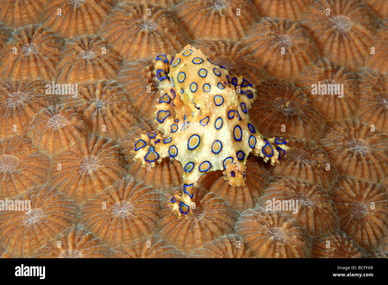 Velenosi blu maggiore di inanellare Octopus, Hapalochlaena lunulata. Questo polpo è in grado di iniettare una molto potente neurotossina che può uccidere Foto Stock