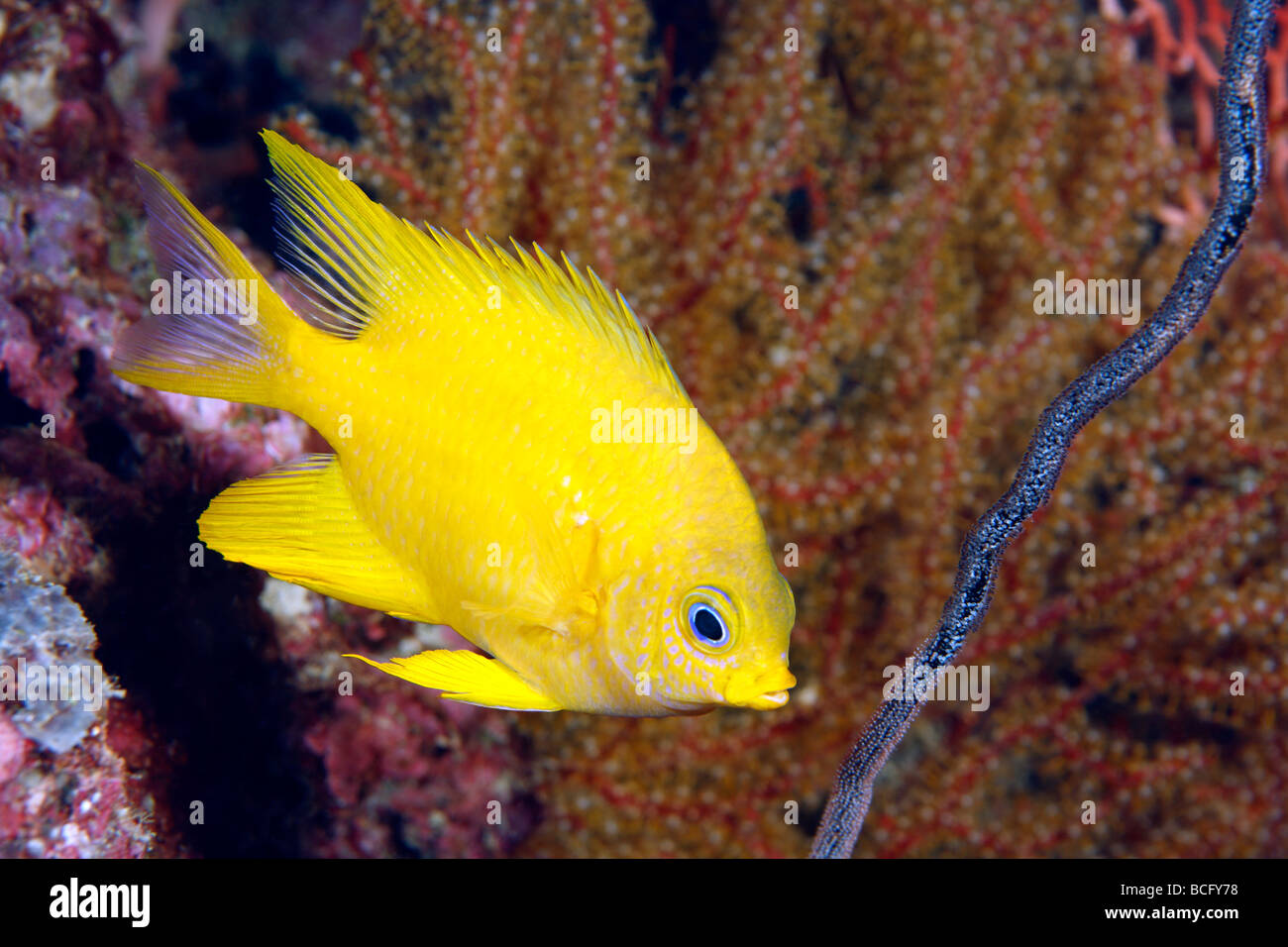 Golden castagnole o sergente pesce, Amblyglyphidodon aureus, tendendo le uova che sono state previste su un mare morto frusta. I pesci maschi guardare dopo che le uova Foto Stock